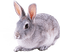 Lapin ** - 免费PNG 动画 GIF