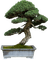 bonsai, sunshine3 - ilmainen png animoitu GIF