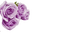 minou-flower-roses-purple