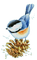 nbl-bird - Безплатен анимиран GIF