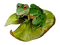 Kaz_Creations Frogs Frog - gratis png animeret GIF
