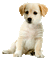Puppy 3? - 無料のアニメーション GIF アニメーションGIF