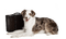Kaz_Creations Dog Pup Dogs 🐶 - ingyenes png animált GIF