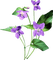 FLORES - 免费PNG 动画 GIF