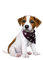 Tournesol94 chien - png gratis GIF animado