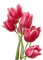 Flowers pink bp - png gratis GIF animado