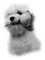 patymirabelle chien - png gratis GIF animado