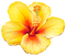 Kaz_Creations Flowers Flower - png gratuito GIF animata