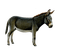Kaz_Creations Animals Donkey - PNG gratuit GIF animé