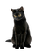 Chat noir - nemokama png animuotas GIF