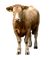 ko--djur--cow--animal - gratis png geanimeerde GIF