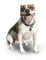 Pitbull - Free PNG Animated GIF