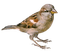 kikkapink deco bird autumn - Free PNG Animated GIF