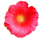 Stockrose - Free PNG Animated GIF