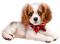 hund - ingyenes png animált GIF