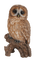 Kaz_Creations Birds Bird Owls Owl - gratis png animeret GIF