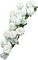 Fleur blanche - бесплатно png анимированный гифка