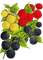 raspberries Bb2 - Free PNG Animated GIF