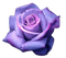 Purple Rose - besplatni png animirani GIF