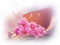 Flowers Transparent - darmowe png animowany gif