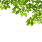 tree branch - png gratuito GIF animata