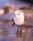 cute birds - Δωρεάν κινούμενο GIF κινούμενο GIF