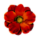 Kaz_Creations Deco Flowers Flower Colours - gratis png animerad GIF
