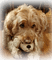 dog hund milla1959 - ücretsiz png animasyonlu GIF