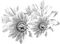 Flowers.Black.White - png gratis GIF animado