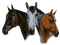 caballo - PNG gratuit GIF animé