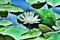 Kaz_Creations Deco Flowers   Backgrounds Background - gratis png geanimeerde GIF