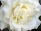 white rose - png grátis Gif Animado