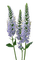 Veronica flowers - GIF เคลื่อนไหวฟรี