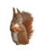 squirrel - darmowe png animowany gif