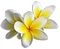 tahiti flower - PNG gratuit GIF animé