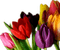 tulipan - gratis png animeret GIF