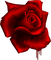 Tube Rose - zadarmo png animovaný GIF