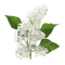 fleurs - Free PNG Animated GIF