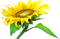 FLOWER - ilmainen png animoitu GIF