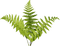 ..:::Plant:::.. - 免费PNG 动画 GIF