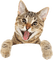 Cat - бесплатно png анимированный гифка