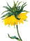 kwiat - zadarmo png animovaný GIF