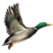 duck - png gratis GIF animasi