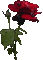 Flowers red bp - Бесплатный анимированный гифка анимированный гифка