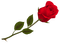 rose - nemokama png animuotas GIF