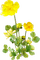 kikkapink yellow flower flowers