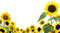 sunflowers - png gratuito GIF animata