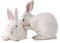 gala animals rabbit - Nemokamas animacinis gif