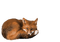 fox - zdarma png animovaný GIF