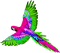 Parrot.Pink.Green.Blue - zdarma png animovaný GIF